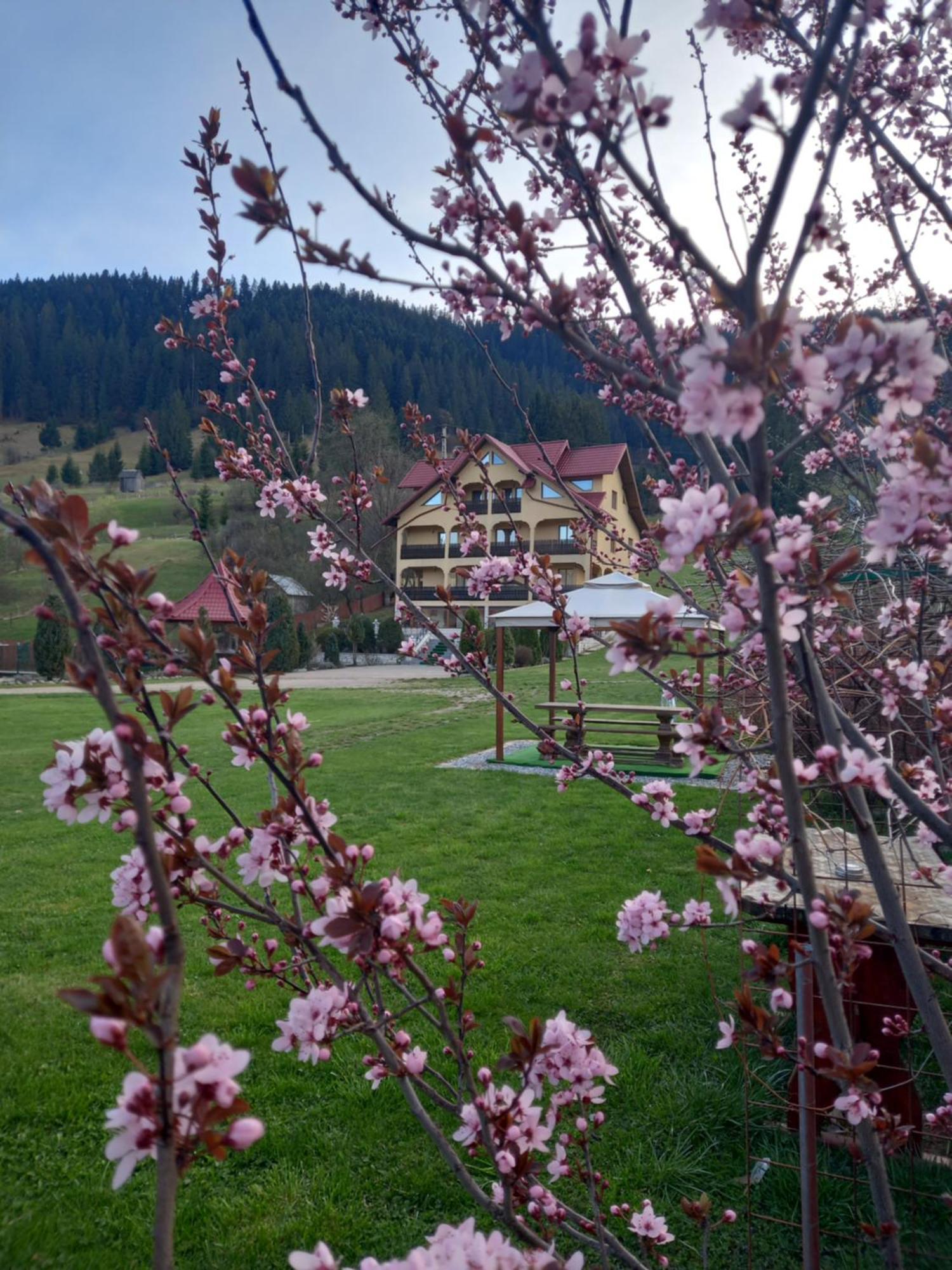 Hotel Pensiunea Alunis Sadova  Exterior foto
